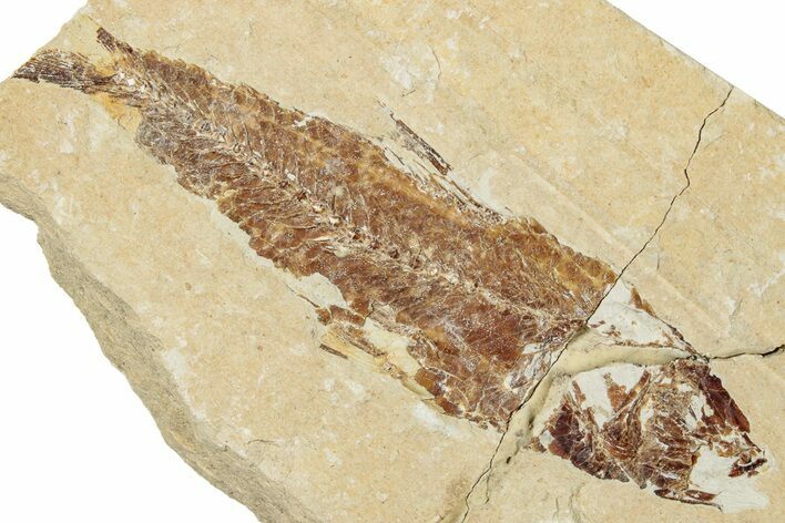 Cretaceous Fossil Fish (Scombroclupea?) - Lebanon #256038